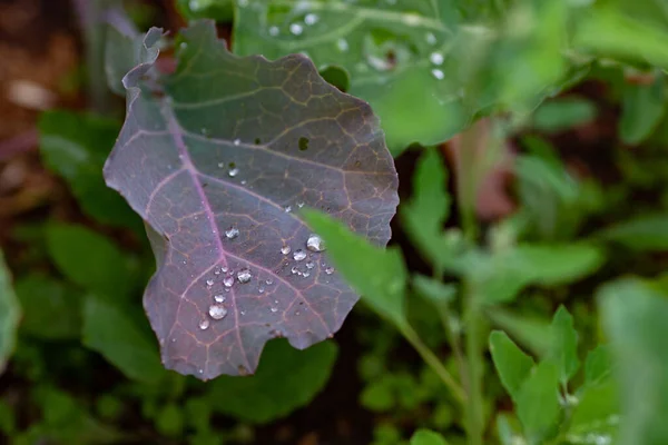 Kohlblätter Mit Regentropfen Verschließen Kohlsprossen Auf Dem Beet Freien Gartenkonzept — Stockfoto