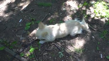 Genç bej renkli bir chihuahua köpeği tasmasını yere takmış, çimen ve yaprak yiyor. Ev hayvanları. Küçük bir tür. Açık havada. Belgesel.
