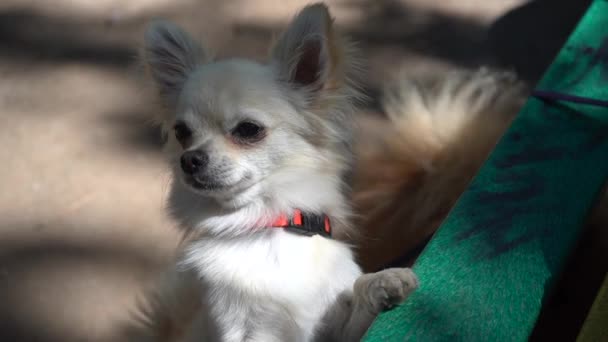 Young Beige Chihuahua Puppy Standing Its Front Paws Bench Waving — Stock Video