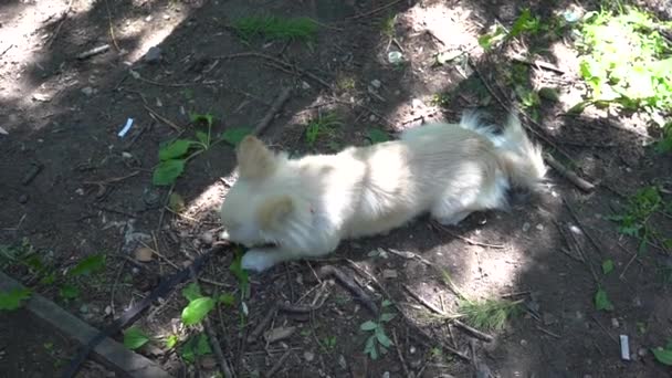 Young Beige Chihuahua Puppy Sitting Leash Ground Eating Grass Leaves — Stock Video