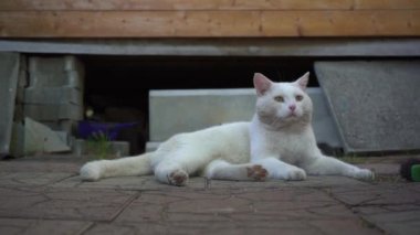 Beyaz bir kedi yerde uzanıyor, çevreyi izliyor ve kuyruğunu sallıyor. Açık havada. Sokak kedisi. Belgesel filmi