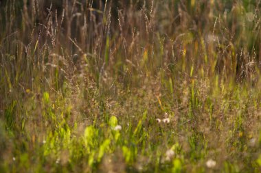 Gerçek doğal arka plan: Gün batımında güneş ışığıyla dolup taşan bir kır çiçeği tarlası. Yazın güzelliği. Seçici odak
