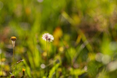 Gerçek doğal arka plan: Gün batımında güneş ışığıyla dolup taşan bir kır çiçeği tarlası. Yazın güzelliği. Seçici odak