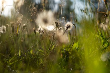 Gerçek doğal arka plan: Gün batımında güneş ışığıyla dolup taşan bir kır çiçeği tarlası. Yazın güzelliği. Seçici odak