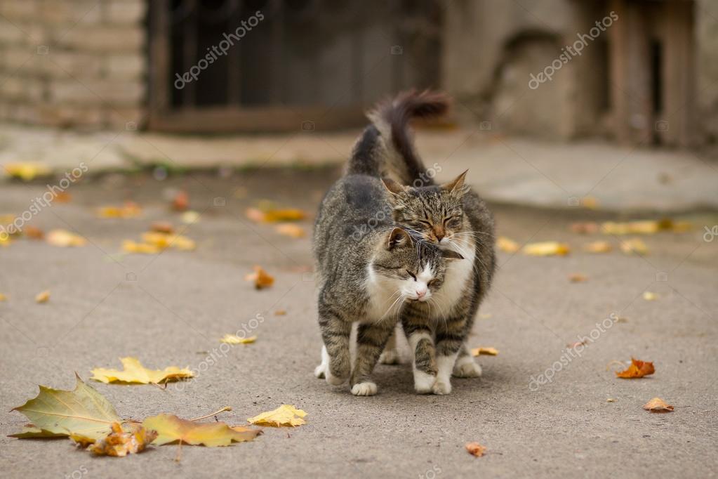 Couple de deux chats affectueux de marche \u2014 Photo