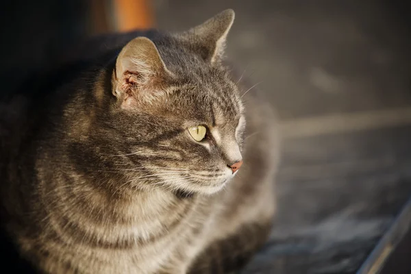 Sokak kedi oturma sunset bulvarında şaşı memnun