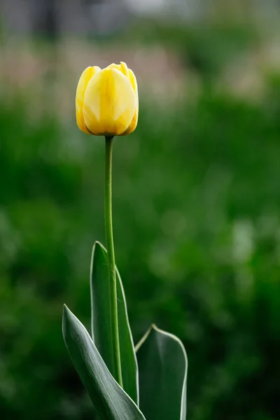 Tulipán amarillo solitario — Foto de Stock