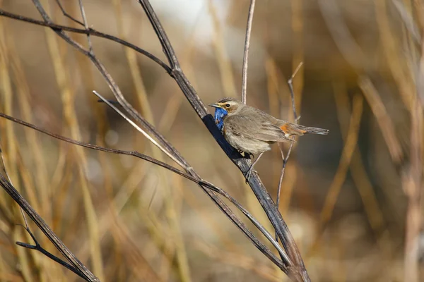 Blaukehlchen sitzt auf einem braunen Ast — Stockfoto