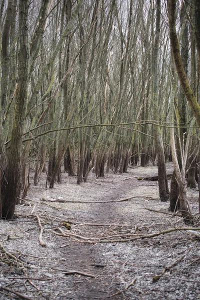 Orman yolları bahar çıplak ağaçların arasında