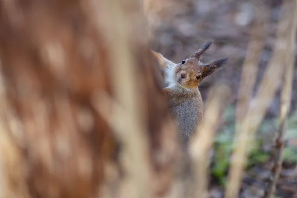 Meraklı kahverengi sincap gözatma out bir ağaçtan