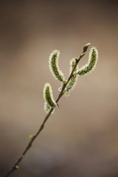Sarı-yeşil dal, bahar tomurcukları ile