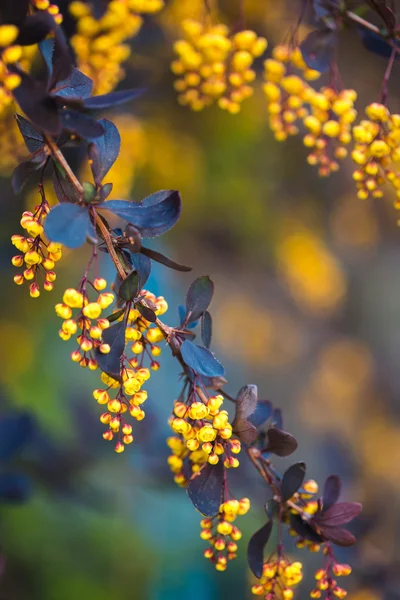 çiçek açması bahar Berberis ottawensis Şubesi 