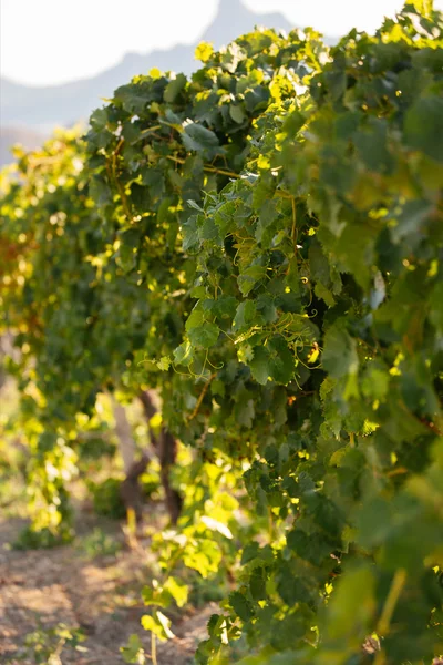 Yeşil üzüm bağları ve arka plan, dağlar. 