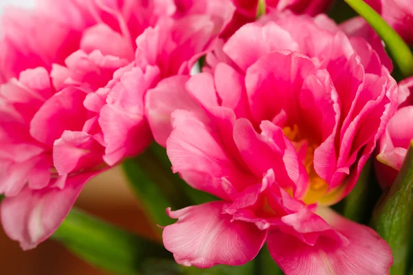 Tulipani rosa in fiore — Foto Stock