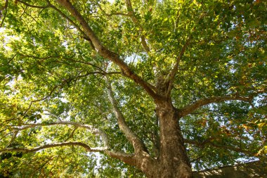 büyük eski Akça Ağaç Parkı. 