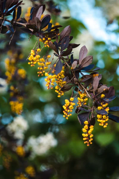 çiçek açması bahar Berberis ottawensis Şubesi 