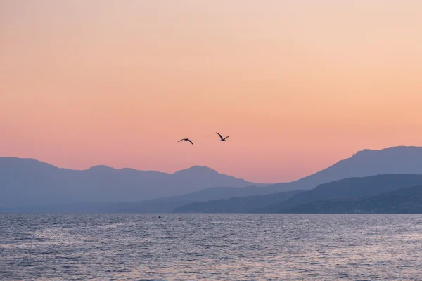 Два мартинів над морем на заході сонця Стокове Фото