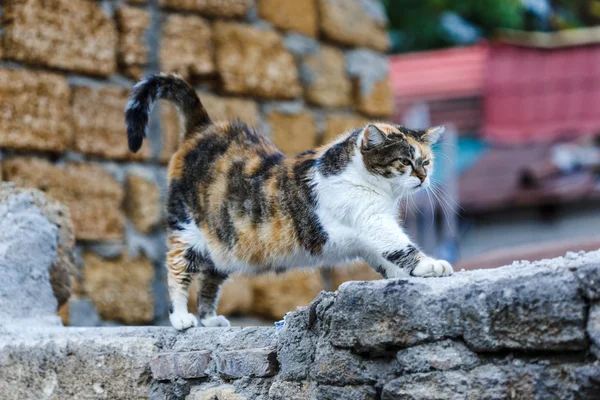 düzensiz kedi kendini taş duvara uzanır