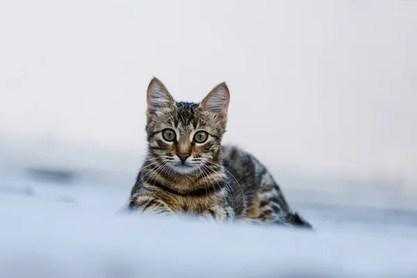 Güzel gözlü yavru kedi