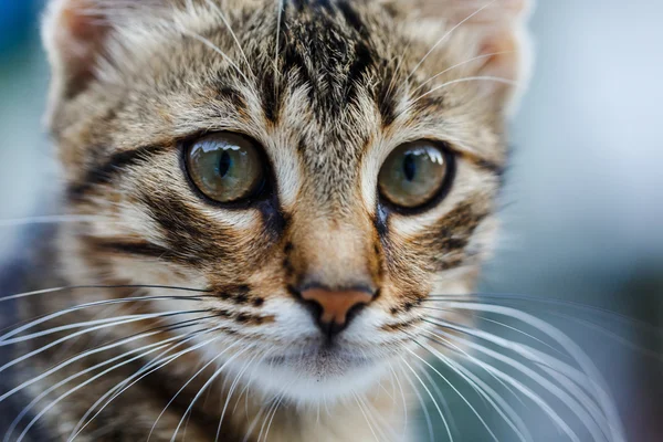 Kitten with beautiful eyes — Stock Photo, Image