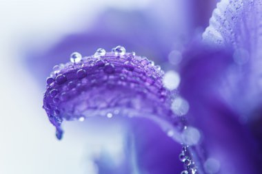 Su damlacıkları ile mor Iris yaprakları