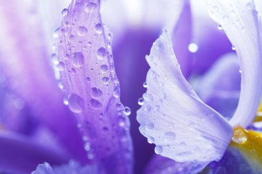 Purple Iris petals with water droplets clipart