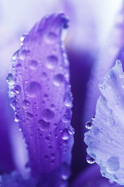 Su damlacıkları ile mor Iris yaprakları