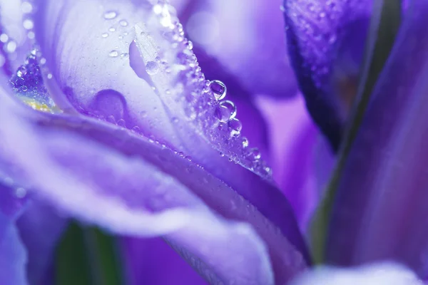 Su damlacıkları ile mor Iris yaprakları