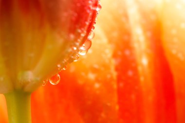 üzerinde kırmızı lale tomurcukları Close-Up görüntülemek