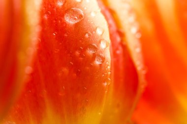 üzerinde kırmızı lale tomurcukları Close-Up görüntülemek