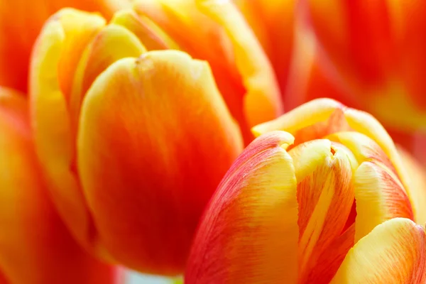 üzerinde kırmızı lale tomurcukları Close-Up görüntülemek