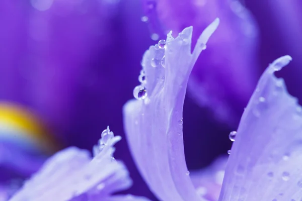 Su damlacıkları ile mor Iris yaprakları