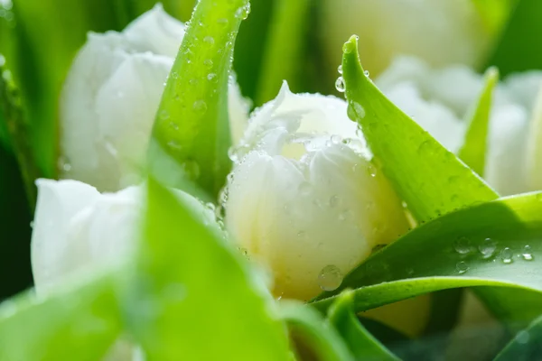 yakın çekim tomurcukları beyaz laleler görüntülemek