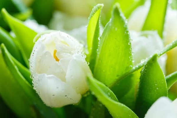 yakın çekim tomurcukları beyaz laleler görüntülemek