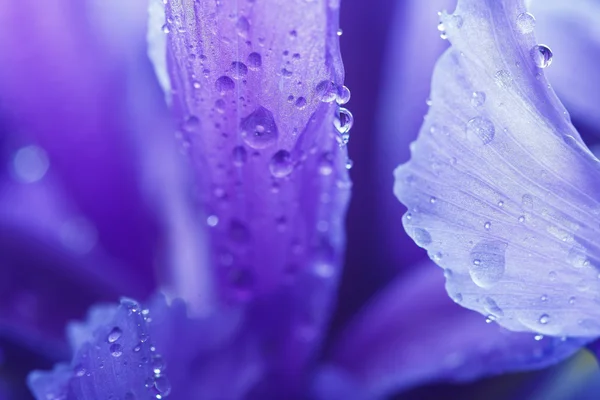 Su damlacıkları ile mor Iris yaprakları