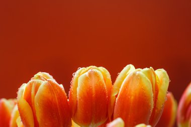 su ile kırmızı lale tomurcukları damla