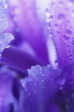 Su damlacıkları ile mor Iris yaprakları
