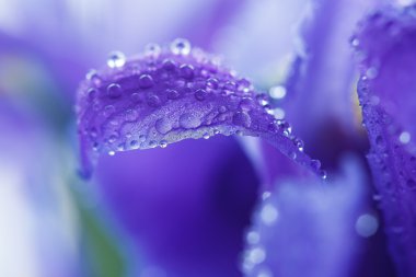 Su damlacıkları ile mor Iris yaprakları