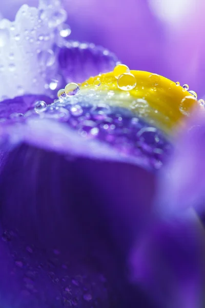 Su damlacıkları ile mor Iris yaprakları