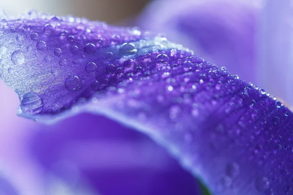 Fioletowe płatki Iris z kropelek wody — Zdjęcie stockowe
