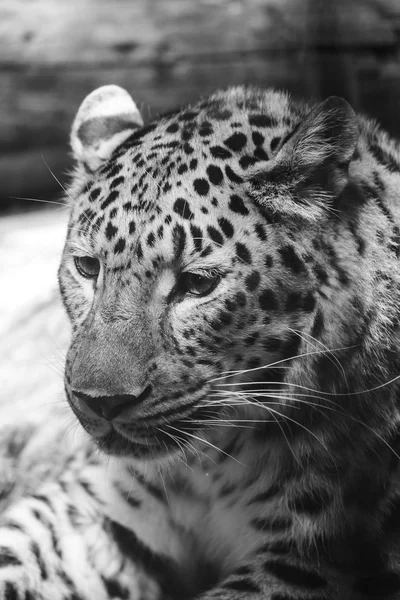 Leopard closeup black and white portrait — Stock Photo, Image