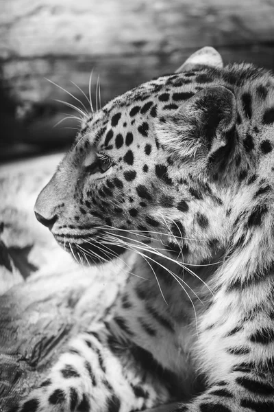Leopar portre siyah beyaz portre — Stok fotoğraf