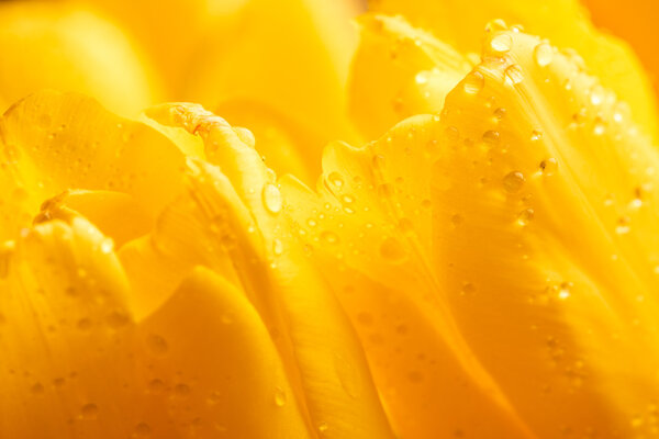 view close-up of buds on yellow tulips