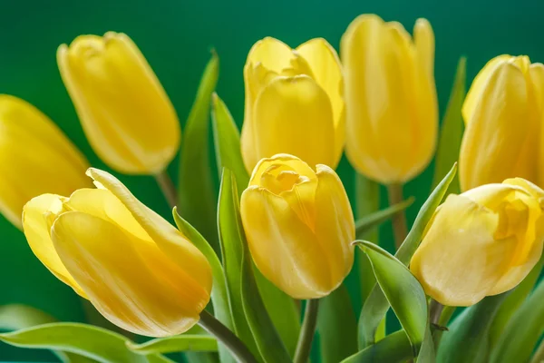 Tomurcukları Sarı laleler makronun