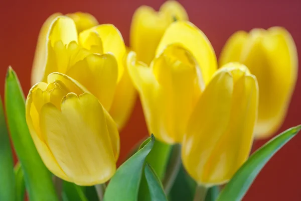 Gemme di tulipani gialli macro — Foto Stock