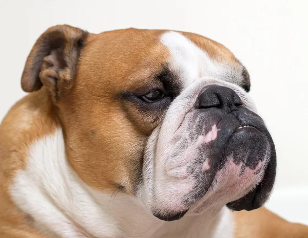 Amarillo, rojo, blanco, adulto, retrato, calma, divertido, negro, animal, primer plano, guapo, feliz, relajarse, inglés, dorado, perro, serio, mascota, británico, risa, bulldog inglés, bulldog británico, bulldog — Foto de Stock