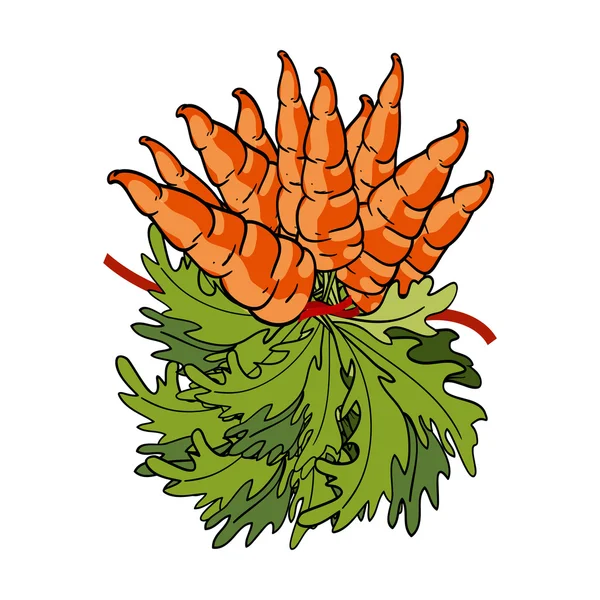 Buquê de cenouras frescas —  Vetores de Stock
