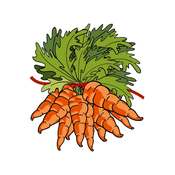 Bouquet de carottes — Image vectorielle