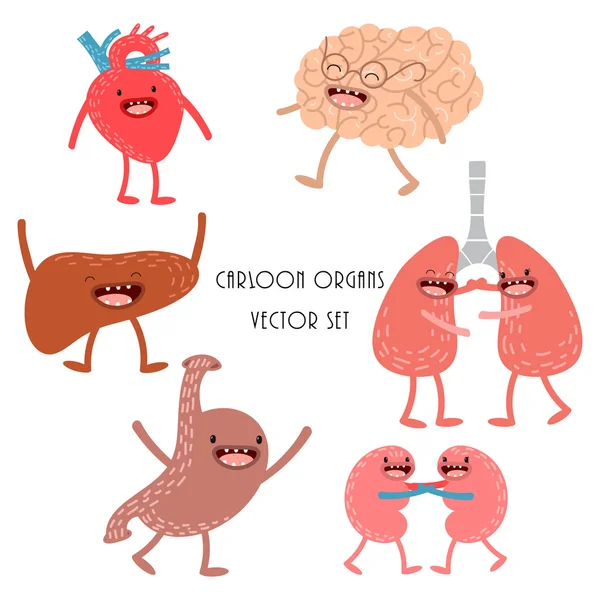 Vektor kreslené lidské anatomie. Sada pro játra, srdce, mo — Stockový vektor