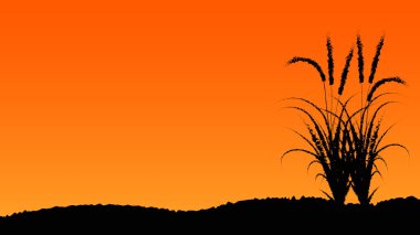 Afrika otlakları günbatımı manzarası çiçekler vahşi otlar Afrika çayırları